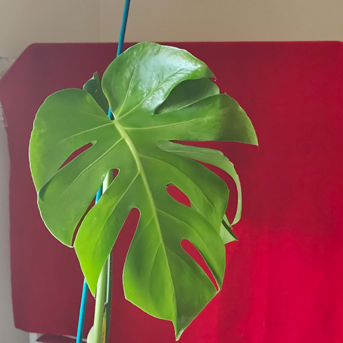 Swiss cheese plant monstera - cheese, (monstera