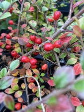 10 X Cotoneaster red berries XL PLUG  Plants Peat Free ground cover