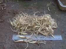 100 x Wild Garlic (Ramsons)