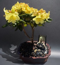 RHODODENDRON BONSAI TREE- FREE