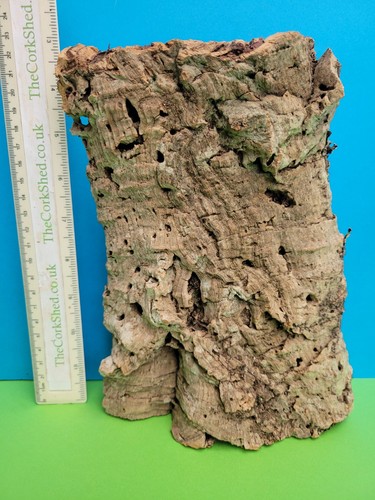 Cork bark flats basking - bark,