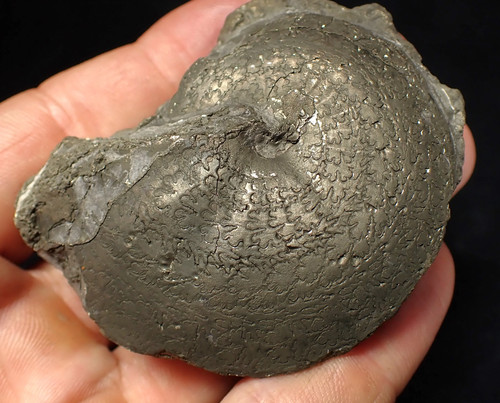 Large oxynoticeras pyrite - large,