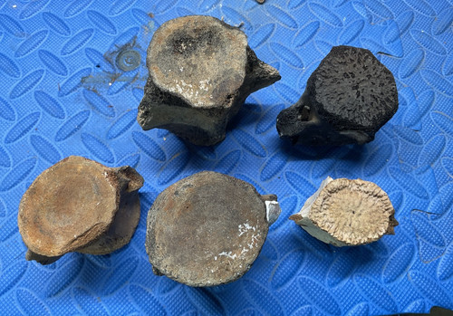 Lot whale vertebrae - lot,