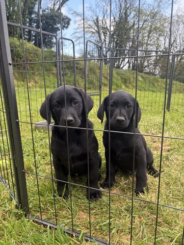 Devon somerset microchipping - somerset,