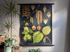 Vintage HAZEL TREE school chart JUNG KOCH QUENTELL COB NUT  BOTANICAL hazelnut