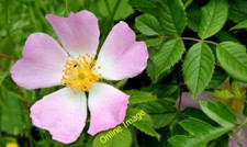 Photo 6x4 Dog rose, Minnowburn, Belfast - June 2014(1) Balmoral/J3168 On c2014