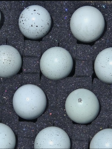 Celadon conturix quail - celadon,