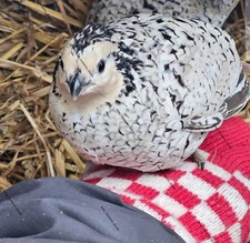 6 × Quail Eggs Snowflake