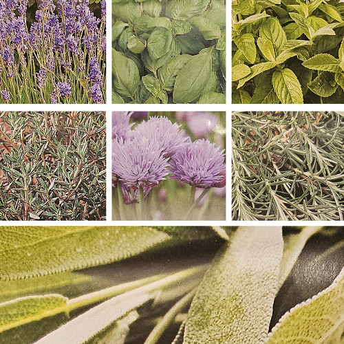 Organic herb plug - plug, plants