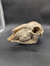 British Hill Sheep Skull