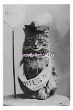 rp00651 - Suffragette Cat with