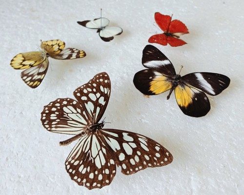 Butterfly collection set x5 - ,