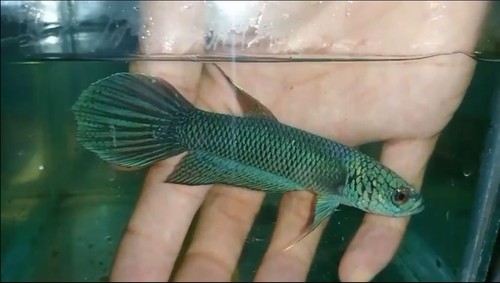 Wild betta antuta - wild,