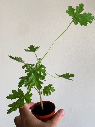 Pelargonium westerlund - pelargonium, westerlund'