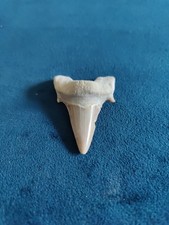 Fossilised Sharks Tooth
