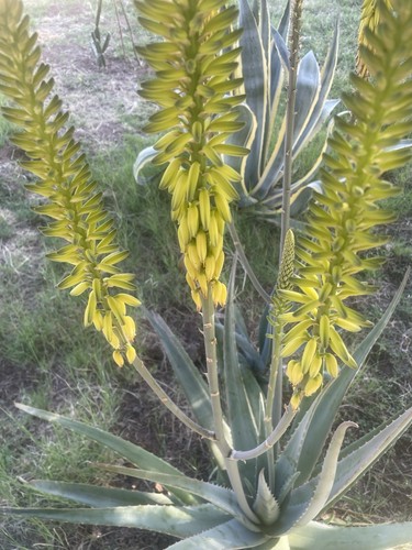 Aloe vera small starter - aloe, vera-small