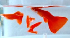 1Pair Red Delta Guppies For
