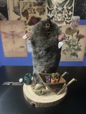 Taxidermy gardening mole - taxidermy,