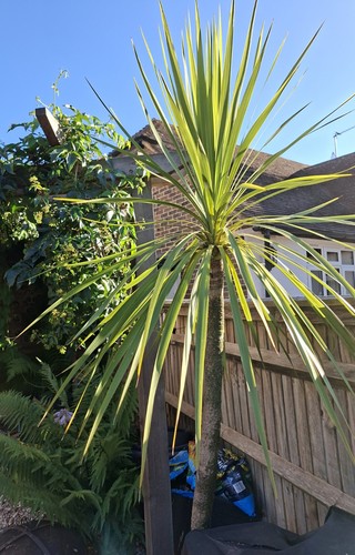 Cordyline australis in 16 - cordyline,