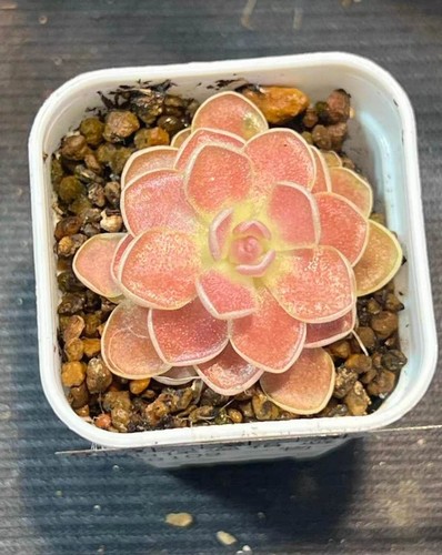 Pinguicula red ehlersiae - pinguicula, '