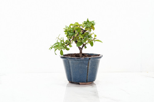 Bonsai pyracantha dark - bonsai,