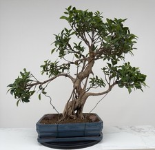 Large Indoor Ficus Bonsai