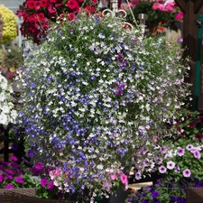 40 X Lobelia Trailing Fountain