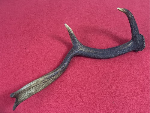 Fallow deer antler - deer,