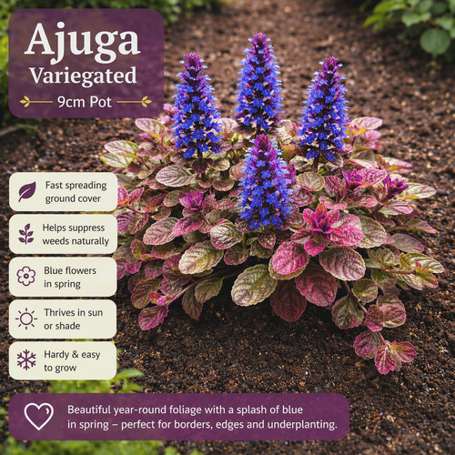 Ajuga spreading ground cover - ajuga,