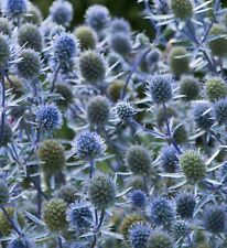 4x Eryngium Planum ‘Alpine Sea Holly’ Hardy Perennial Large Plug Plants