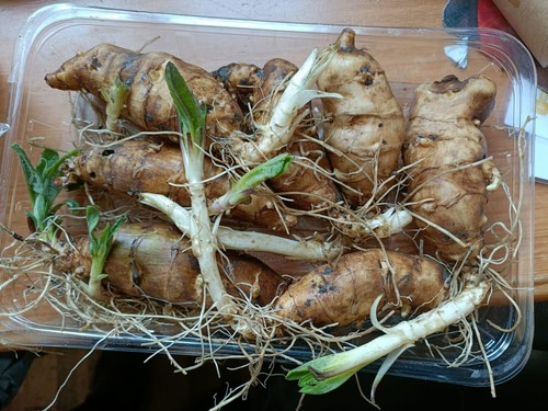 Organic freshly dug washed - freshly,