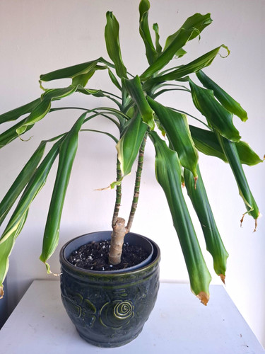 Corn plant dracaena - plant,