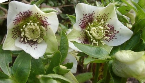 Helleborus hellebore speckled - helleborus,
