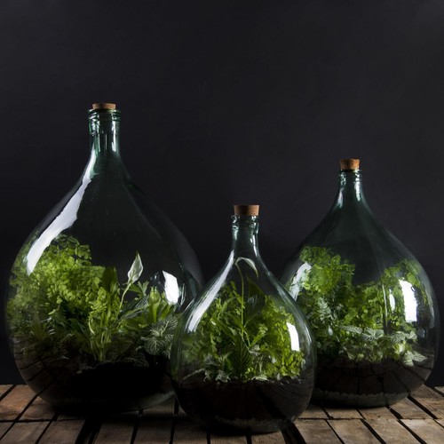Terrarium bottle starter set - terrarium,