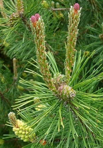 Pinus mugo dwarf mountain pine - mugo,
