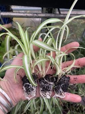 3 x Spider Plants -  3 x Chlorophytum Vittatum - Variegated Houseplants