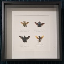 3 Bees/ 1 Hornet Entomology