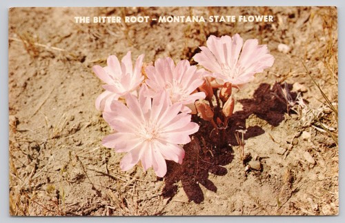 Vintage bitterroot montana - bitterroot,