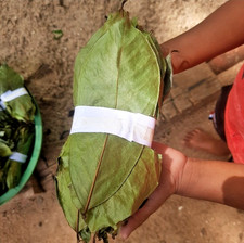 2200 Dried Soursop Leaves-