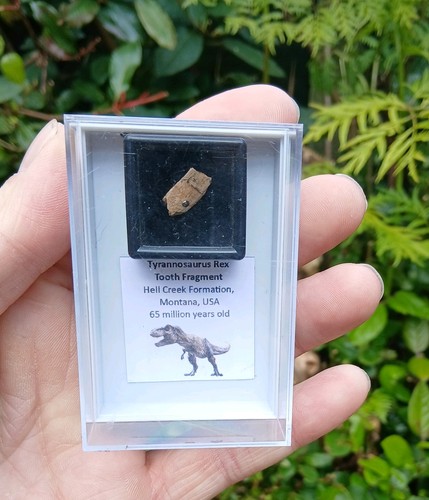 Genuine rare tyrannosaurus rex - genuine,