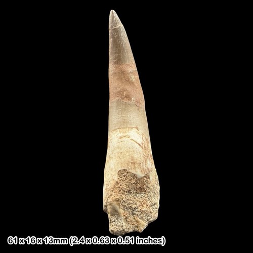 Plesiosaur fossil tooth - plesiosaur,