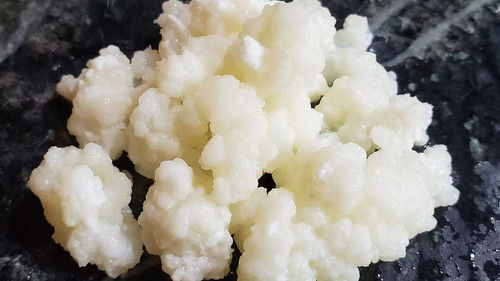 Kefir grains 10g - kefir,