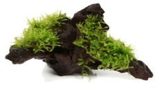 Java Moss Vesicularia Dubyana On Bogwood LIVE Tropical Aquarium Plant Decor