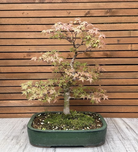 Japanese deshojo maple bonsai - deshojo,