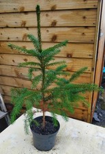 Serbian spruce/ Picea omorika