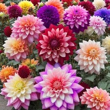 DAHLIA VARIABILIS OPERA DWARF DOUBLE MIXED - 60 SEEDS - MIX FLOWER COMPACT PLANT