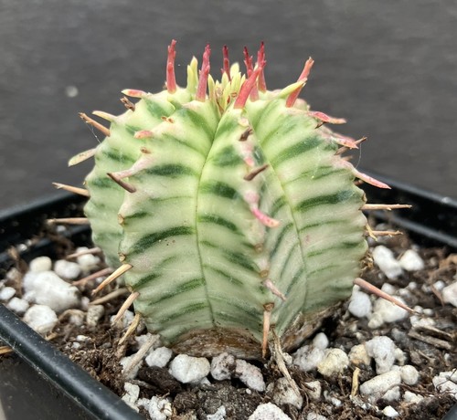 Euphorbia meloformis - euphorbia,