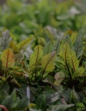 Red Veined Sorrel, 5 Rooted
