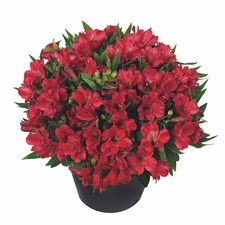 Alstroemeria Red |Plug Plant|