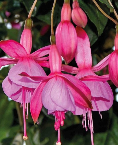 Fuchsia display pink hardy - fuchsia,